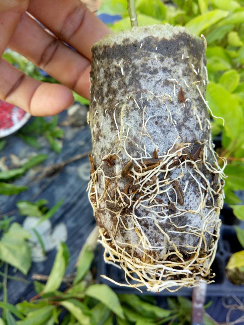 黄金百香果实生种子苗嫁接做枮木专用30到50cm