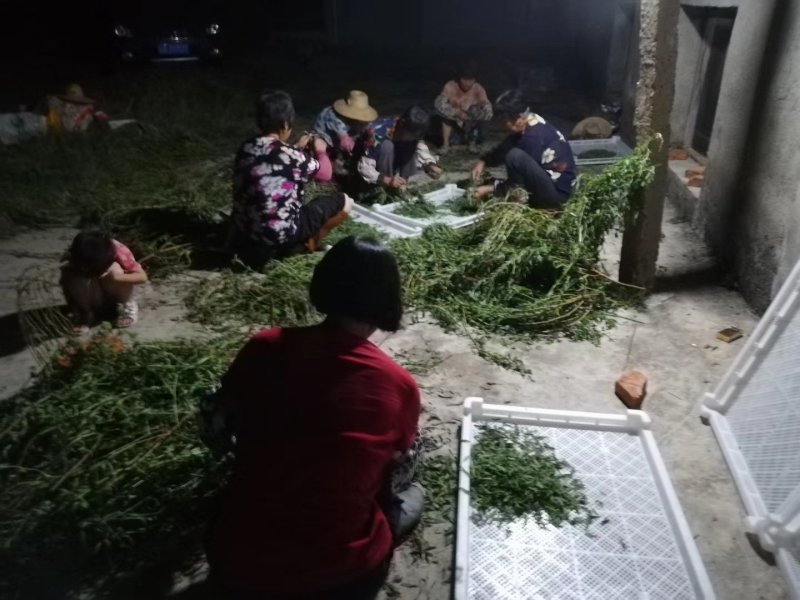 自家烘干精品甜叶菊