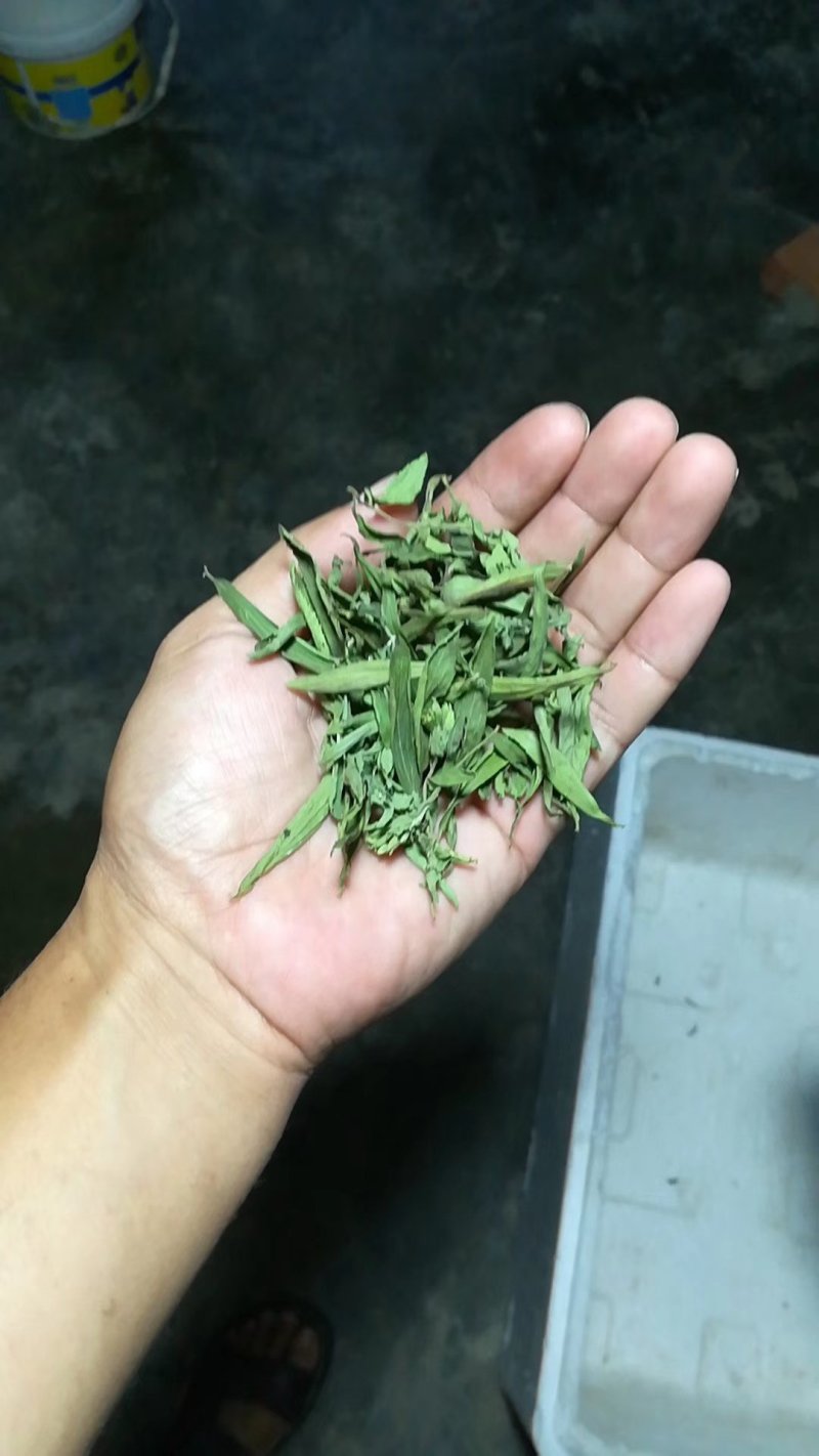 自家烘干精品甜叶菊