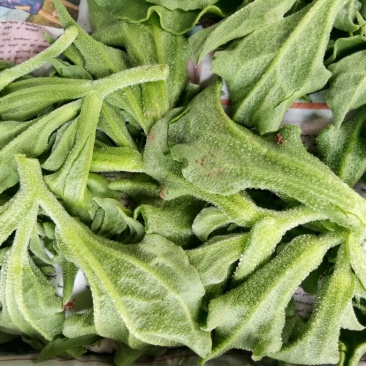 大量批发冰草，山东冰菜，中叶小叶非州冰草，山东特菜，野菜