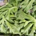 大量批发冰草，山东冰菜，中叶小叶非州冰草，山东特菜，野菜