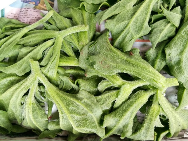 大量批发冰草，山东冰菜，中叶小叶非州冰草，山东特菜，野菜