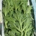 大量批发冰草，山东冰菜，中叶小叶非州冰草，山东特菜，野菜