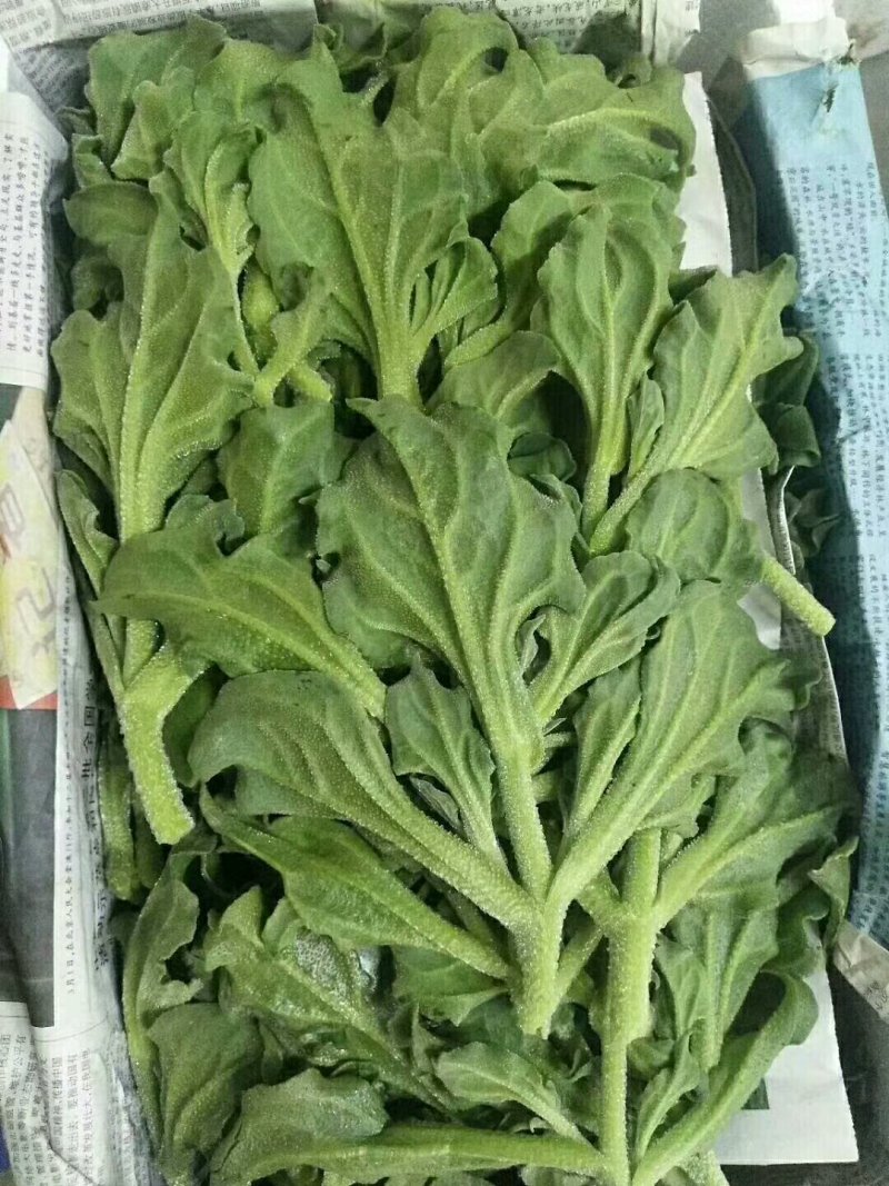 大量批发冰草，山东冰菜，中叶小叶非州冰草，山东特菜，野菜