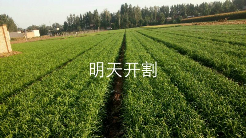 根粗叶子宽