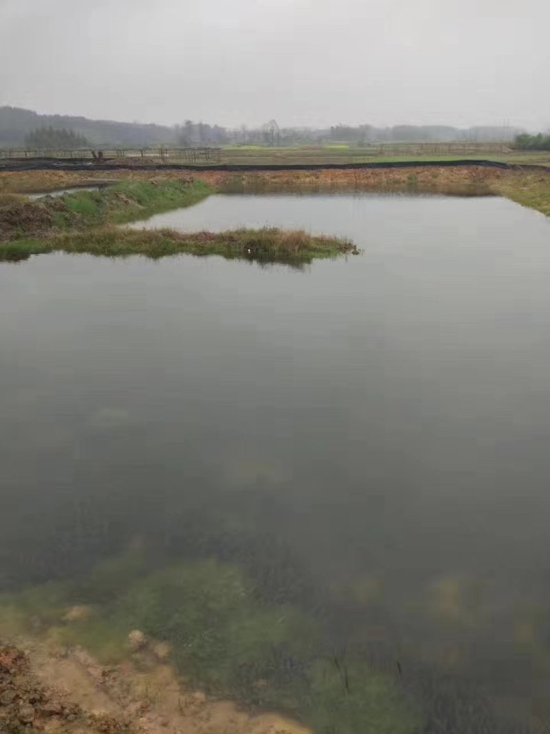 广西小龙虾，桂林小龙虾苗虾种，本地龙虾苗批发