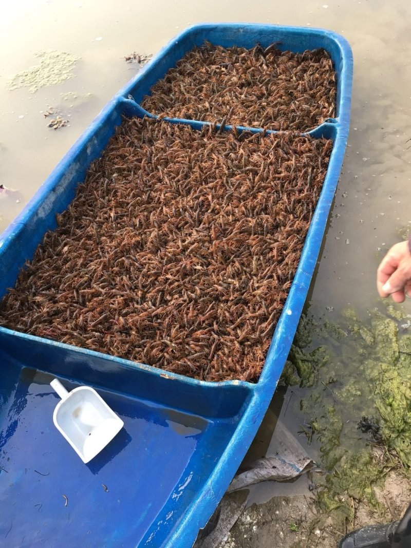 广西小龙虾，桂林小龙虾苗虾种，本地龙虾苗批发