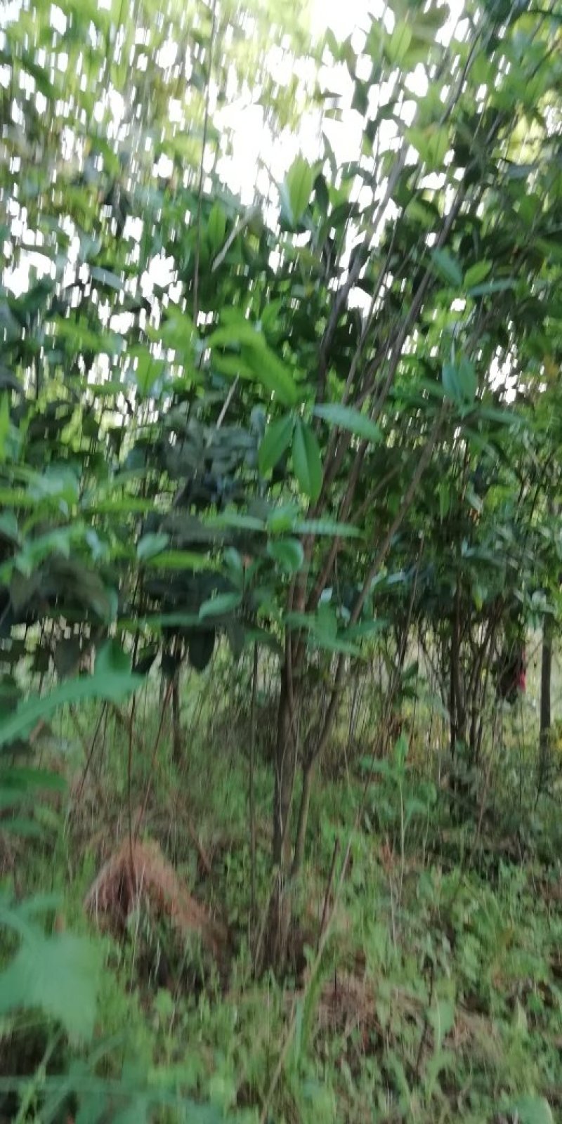 桂花树