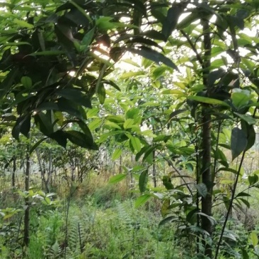 桂花树