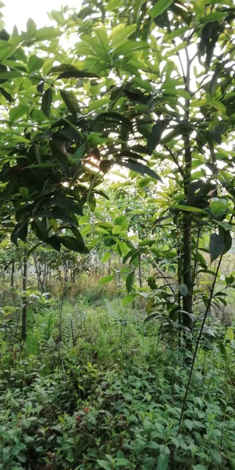 桂花树