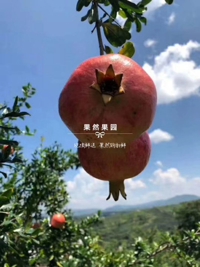 突尼斯软籽石榴