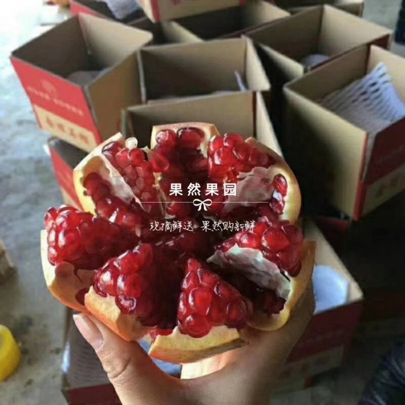 突尼斯软籽石榴