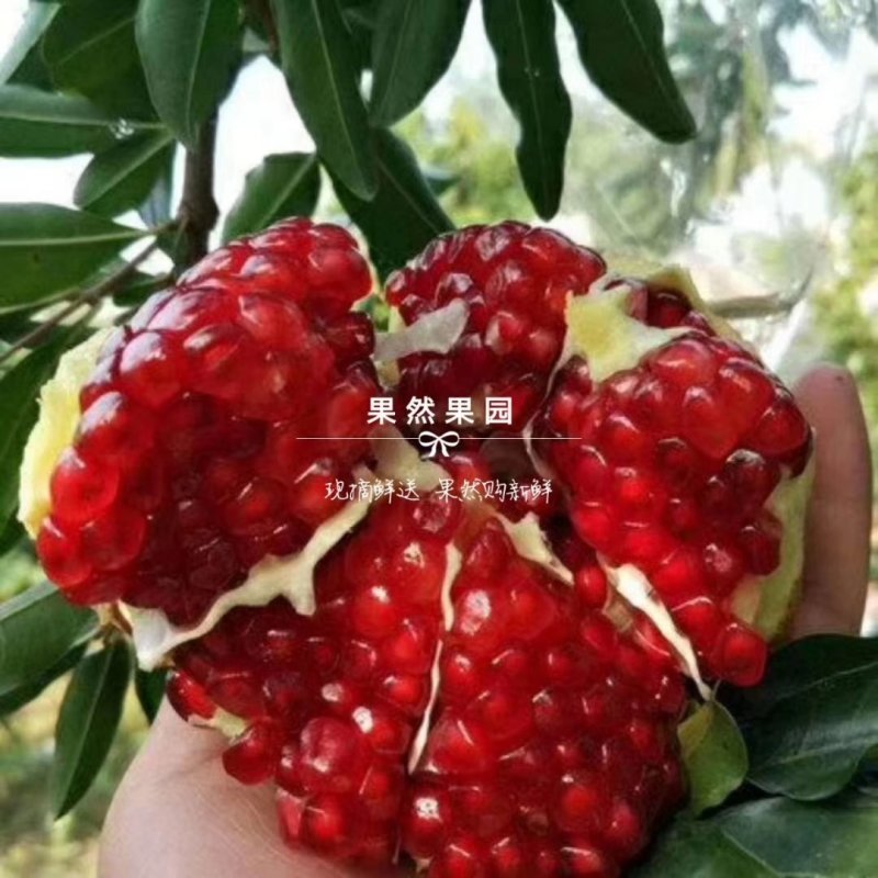 突尼斯软籽石榴