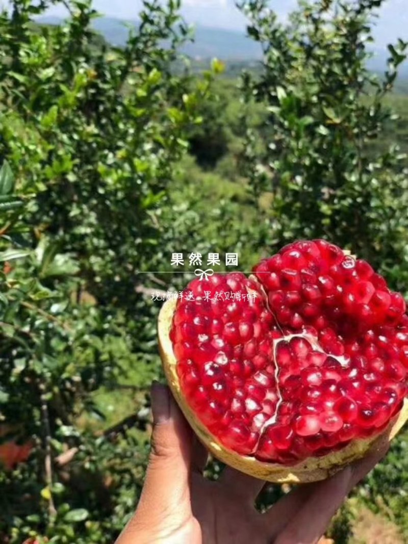 突尼斯软籽石榴