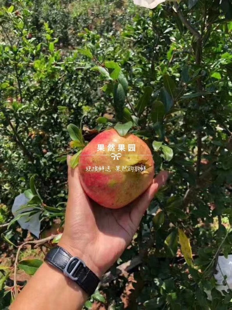 突尼斯软籽石榴
