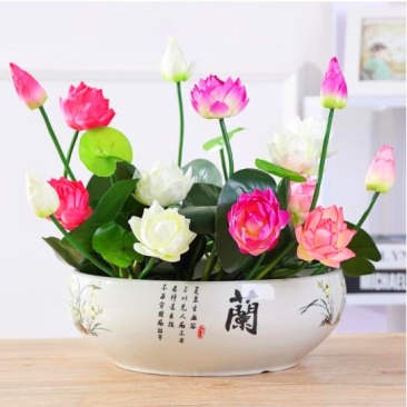 碗莲荷花种植小荷花