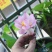 碗莲荷花种植小荷花