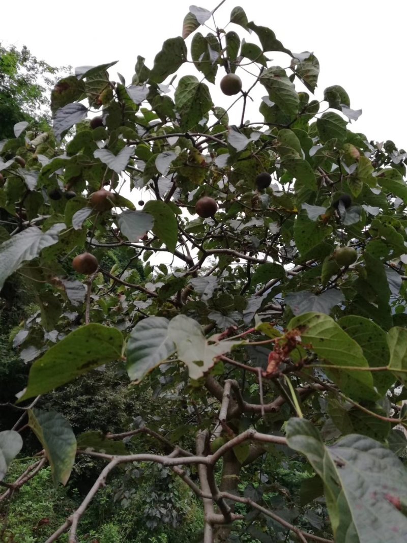 油桐籽三年桐干货桐子