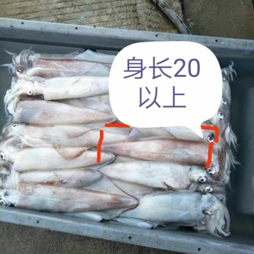 鱿鱼