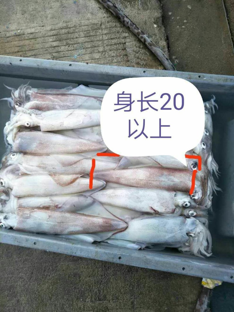 鱿鱼