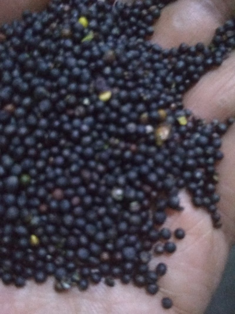 昭苏油菜籽