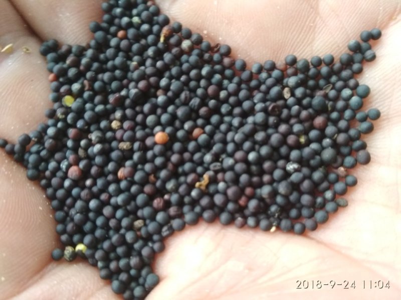 昭苏油菜籽