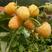 灯笼果苗当年结果品种纯正，成活率高，亩产效益高