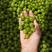 灯笼果苗当年结果品种纯正，成活率高，亩产效益高