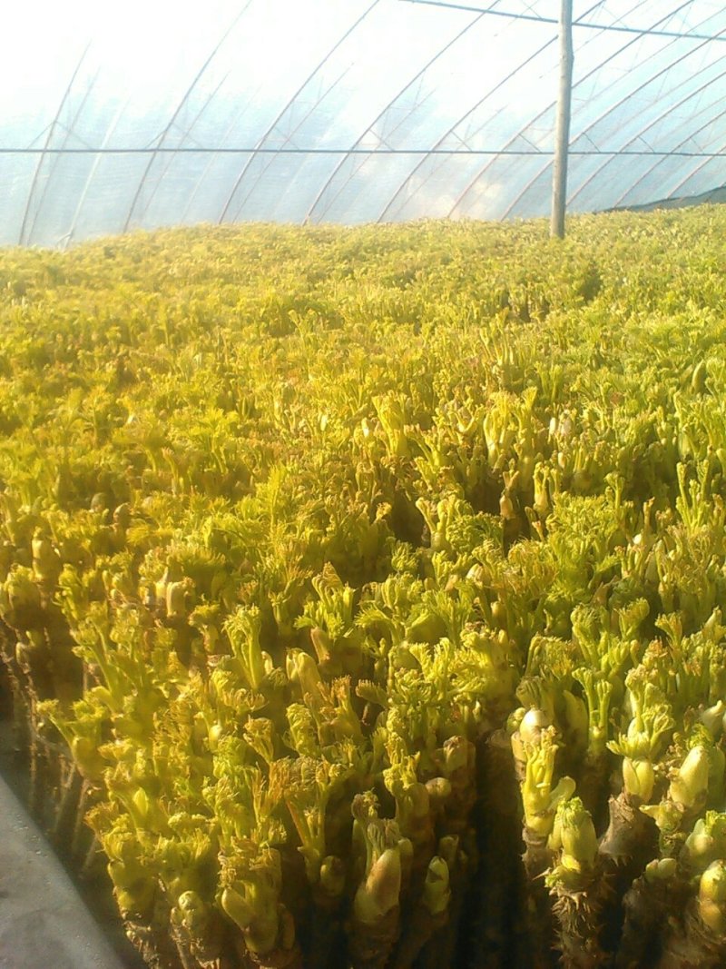 刺嫩(老)芽苗