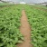 【有好货】非洲冰草冰菜基地直供现摘现卖山东特菜批发