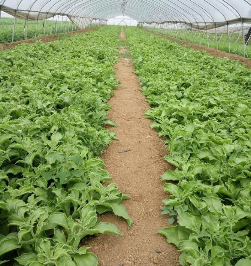 【有好货】非洲冰草冰菜基地直供现摘现卖山东特菜批发