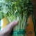 山东野菜，特菜全年大量批发