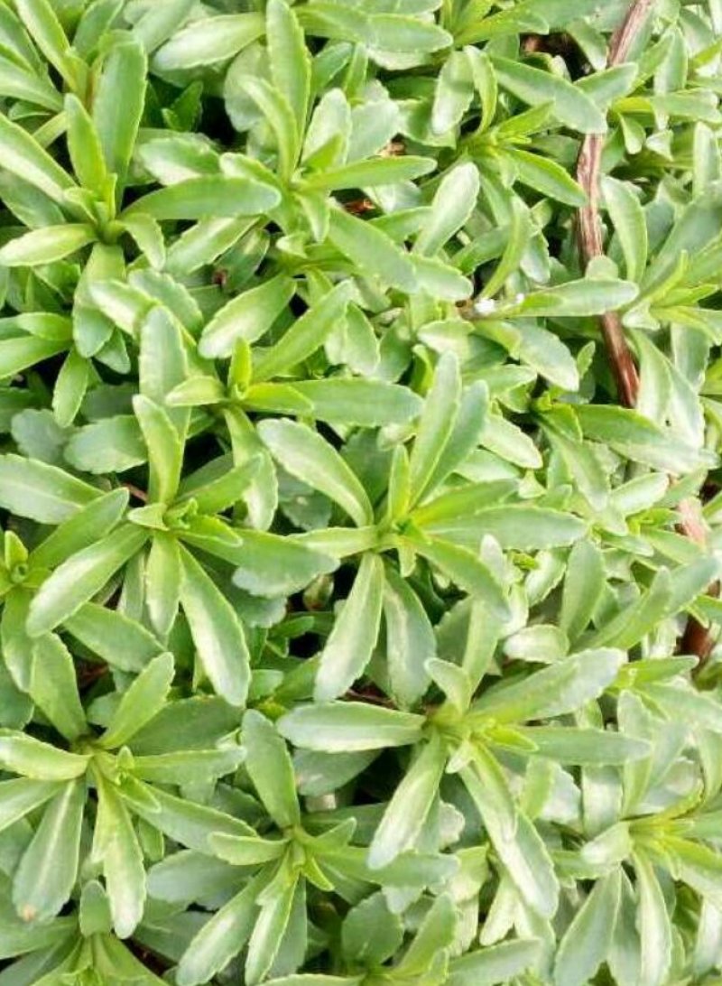 山东野菜，特菜全年大量批发