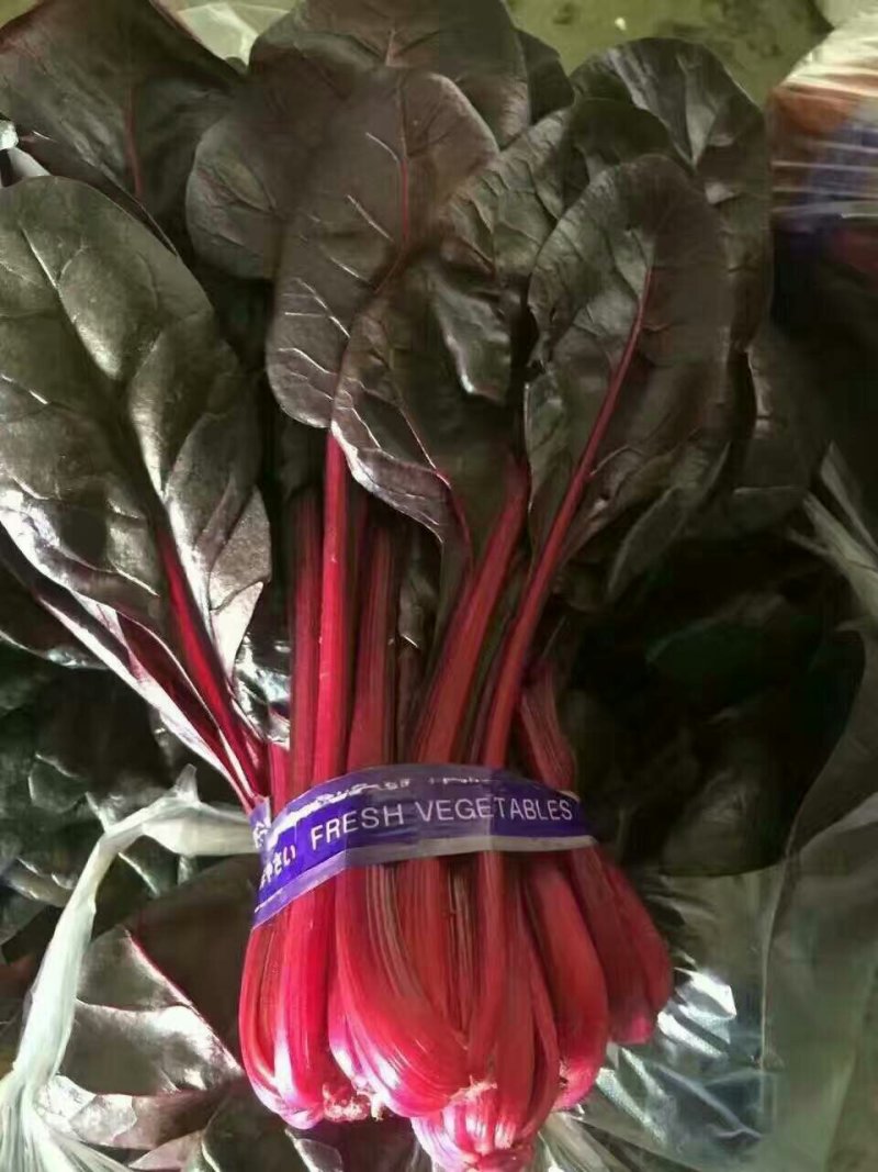 山东野菜，特菜全年大量批发