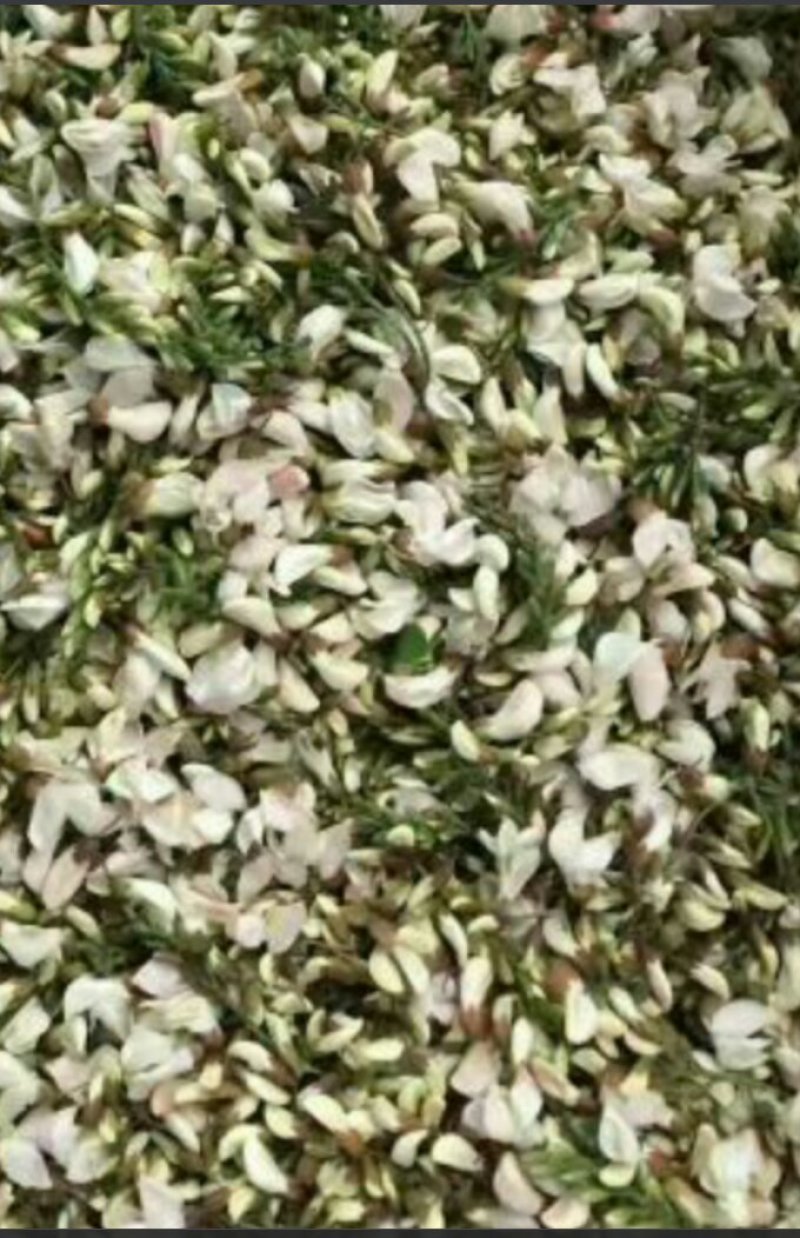 山东野菜，特菜全年大量批发