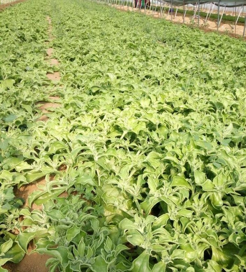 山东野菜，特菜全年大量批发