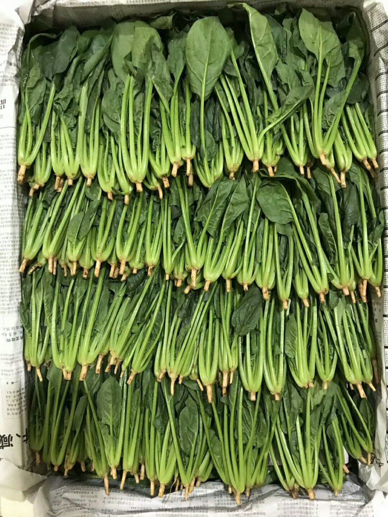 山东野菜，特菜全年大量批发
