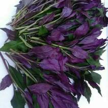 紫贝天葵，观音菜，批发山东特菜