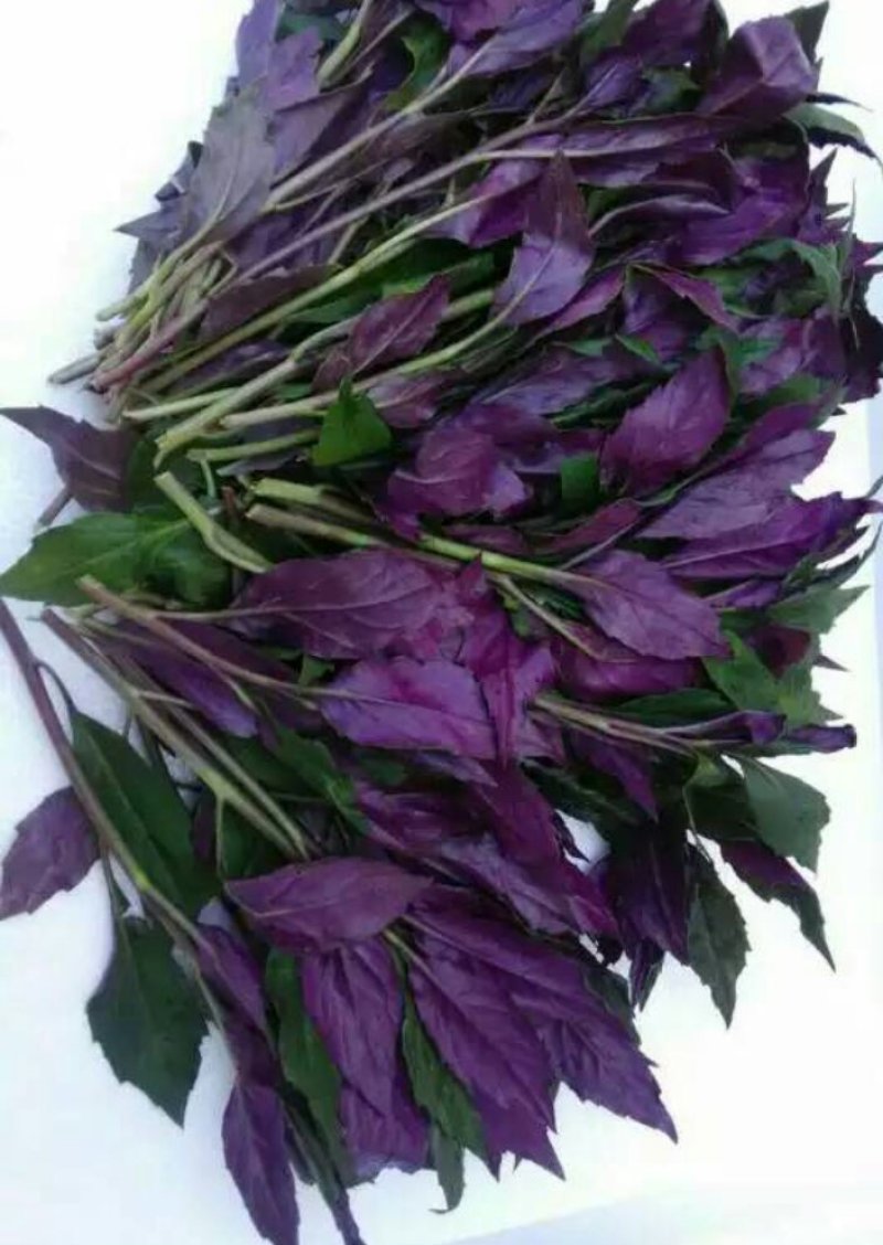 紫贝天葵，观音菜，批发山东特菜