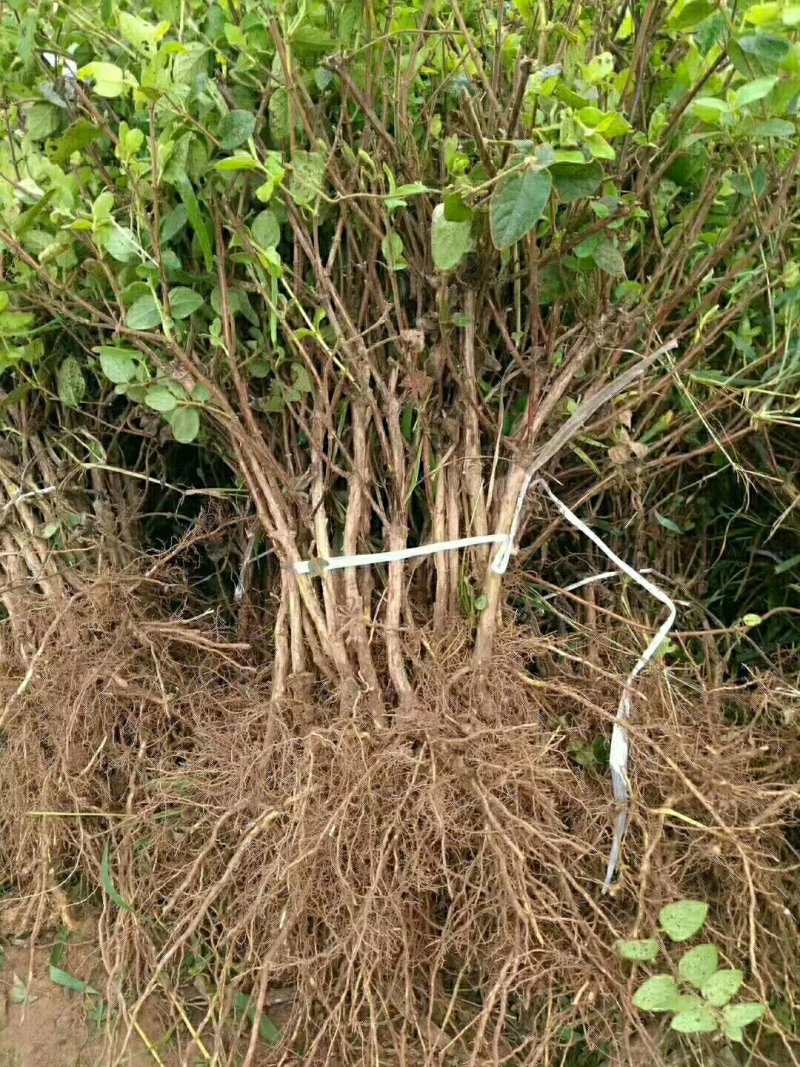 金银花苗