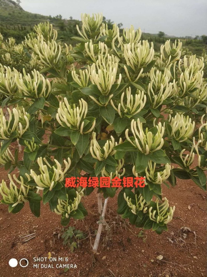 金银花苗