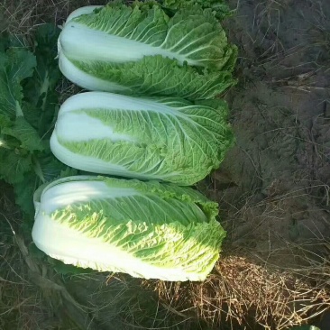 包心黄心菜4--6斤净菜