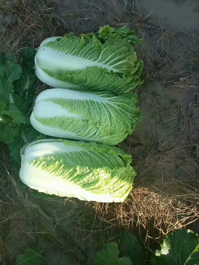 包心黄心菜4--6斤净菜