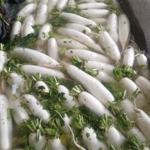 白萝卜