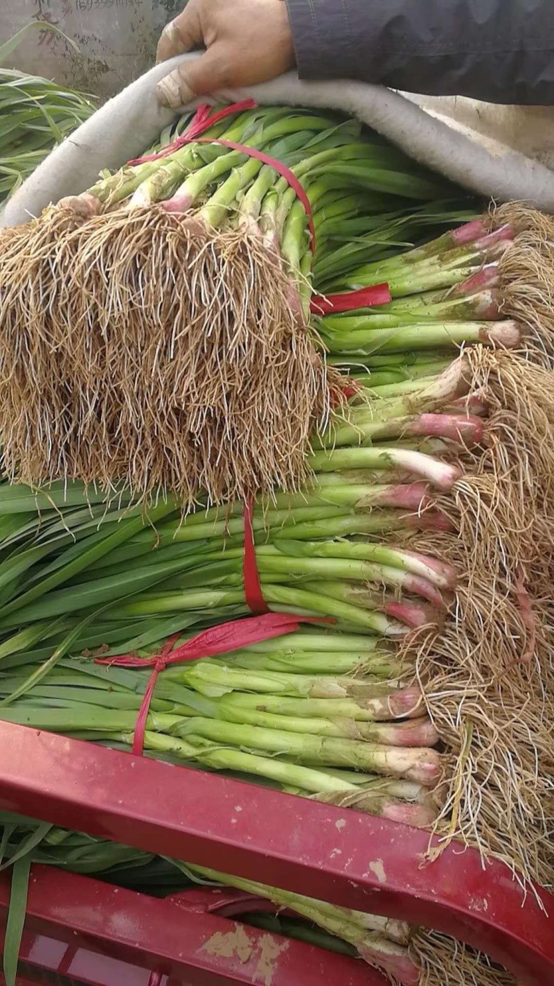 蒜苗红跟蒜苗质优价廉春节前每天挂车发货量大从优