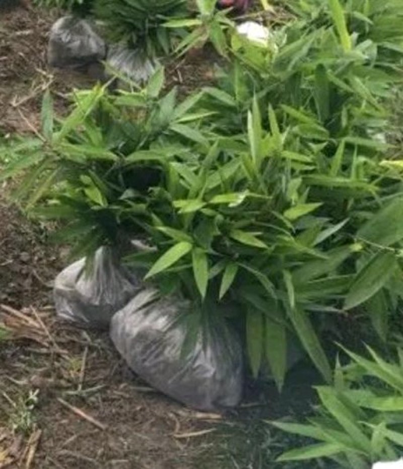 楠竹苗，毛竹苗，无纺布杯苗(库存50万)量大价优