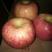 秦脆苹果树苗批发价优质晚熟苹果品种山东苹果苗