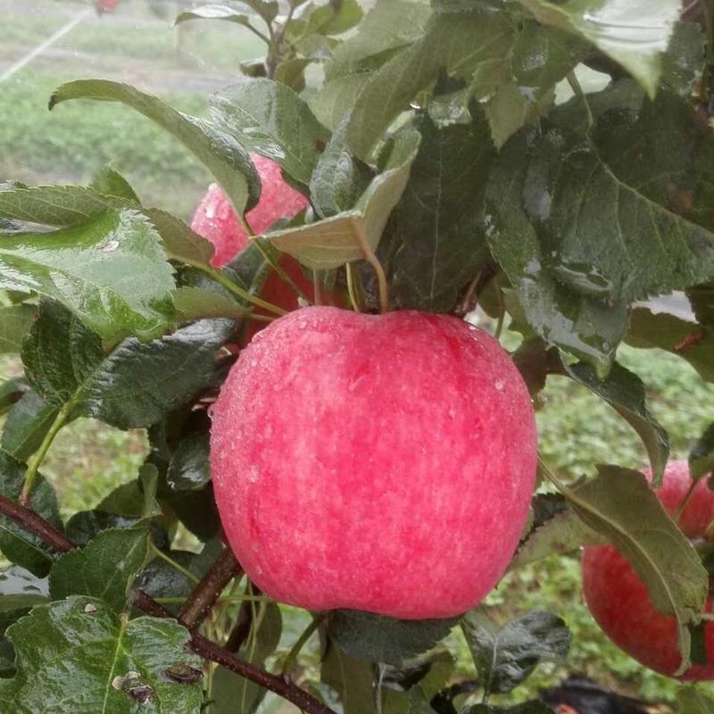 秦脆苹果树苗批发价优质晚熟苹果品种山东苹果苗