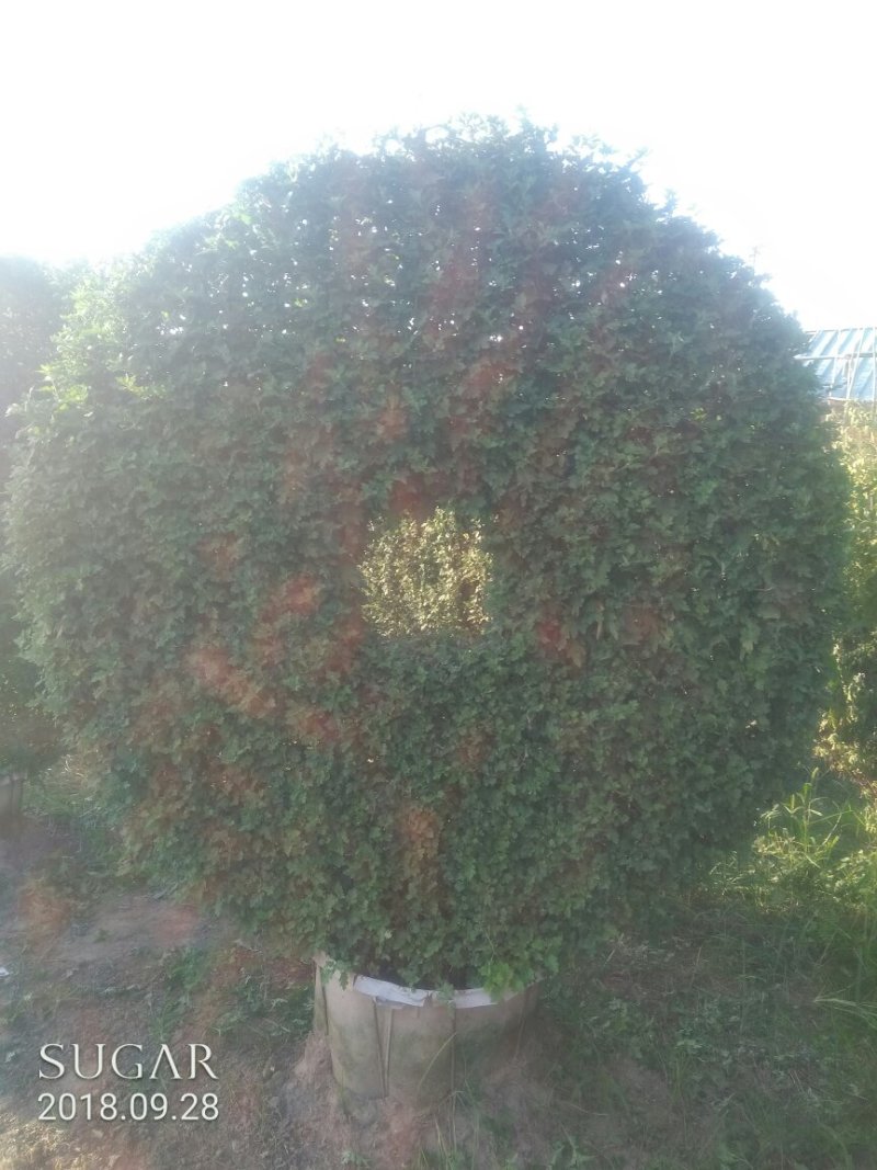 菊花，艺菊