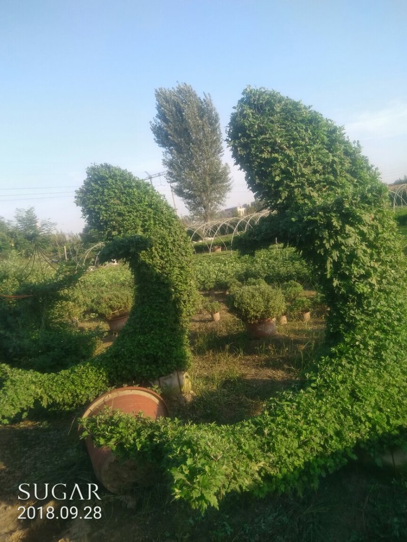 菊花，艺菊